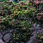 Blütenpracht am Kinabalu