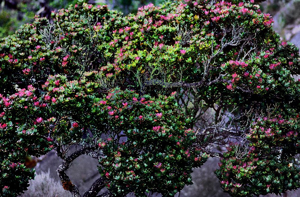 Blütenpracht am Kinabalu