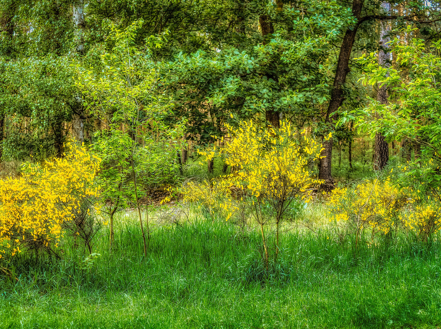 Blütenpracht am lichten Wegesrand im Wald