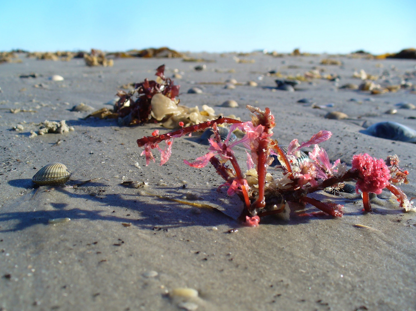 Blütenpracht am Nordseestrand