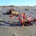 Blütenpracht am Nordseestrand