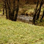 Blütenpracht am Pertlenbachtal im Deutsch-Belgischen Grenzgebiet