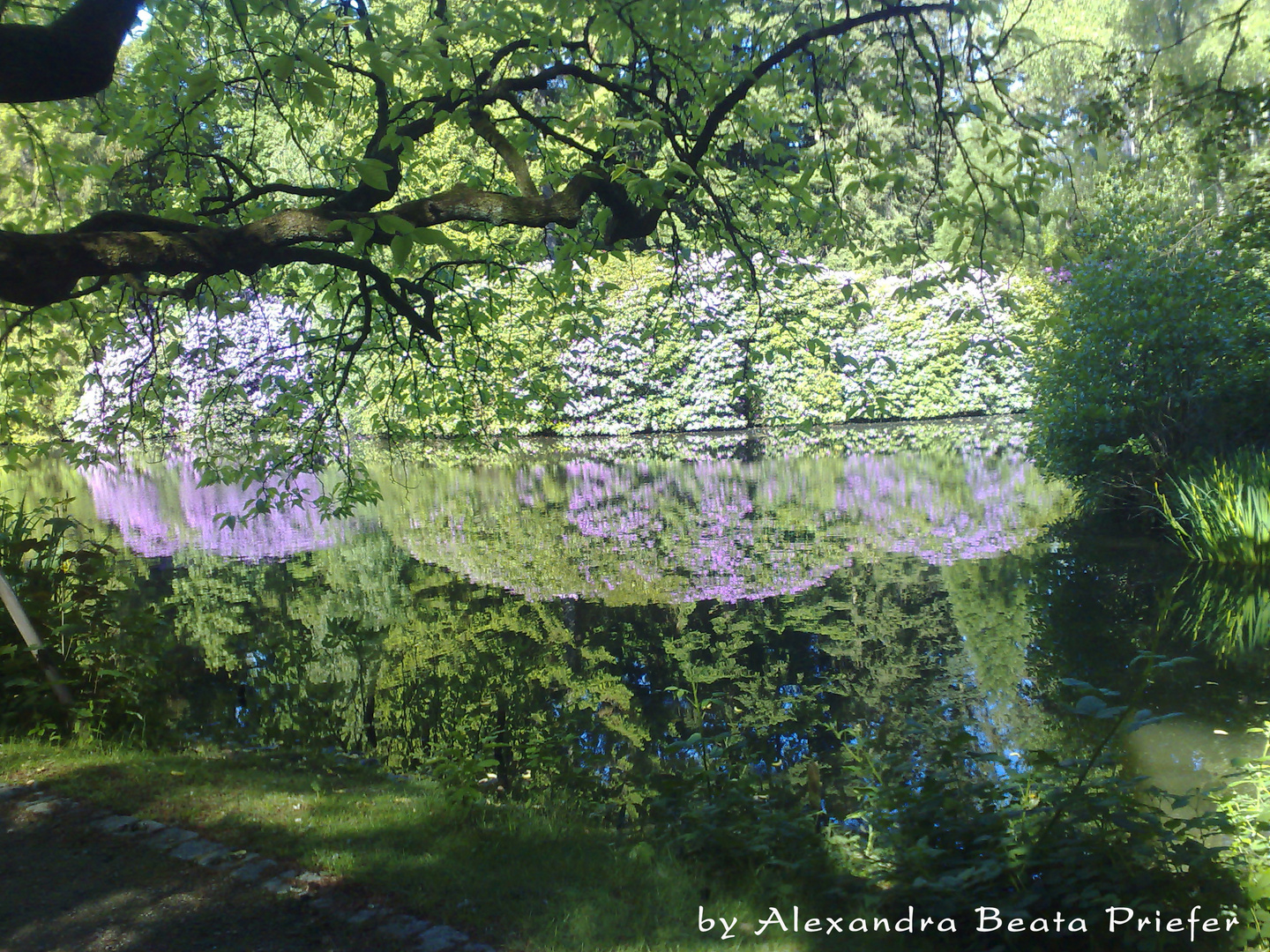 Blütenpracht am See