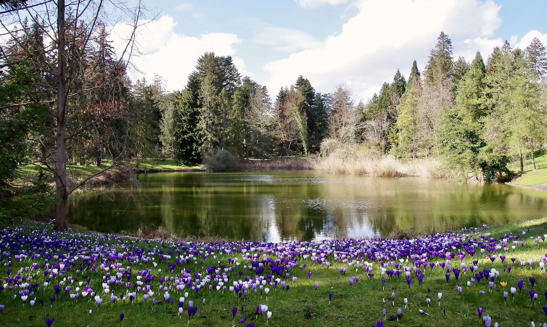 Blütenpracht am Teich