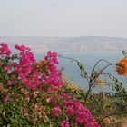 Blütenpracht am Toten Meer