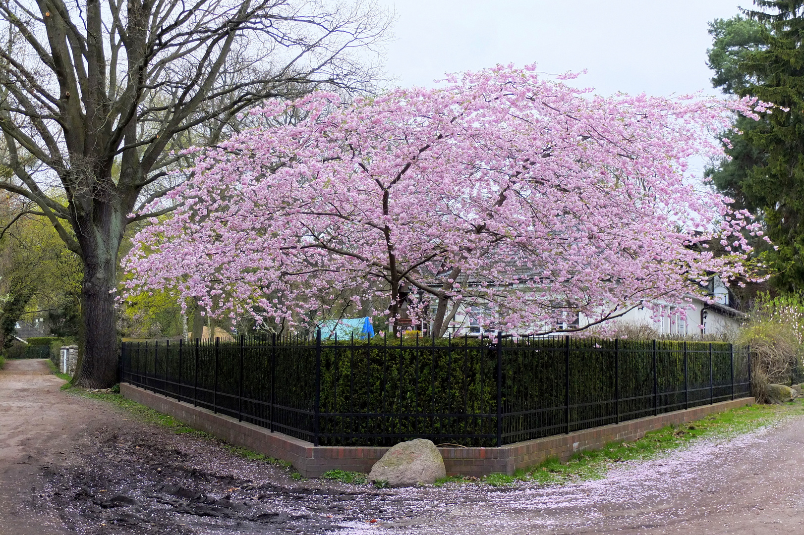 Blütenpracht am Weg