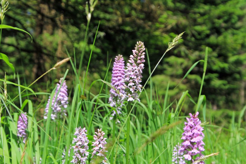 Blütenpracht am Wegesrand (2)