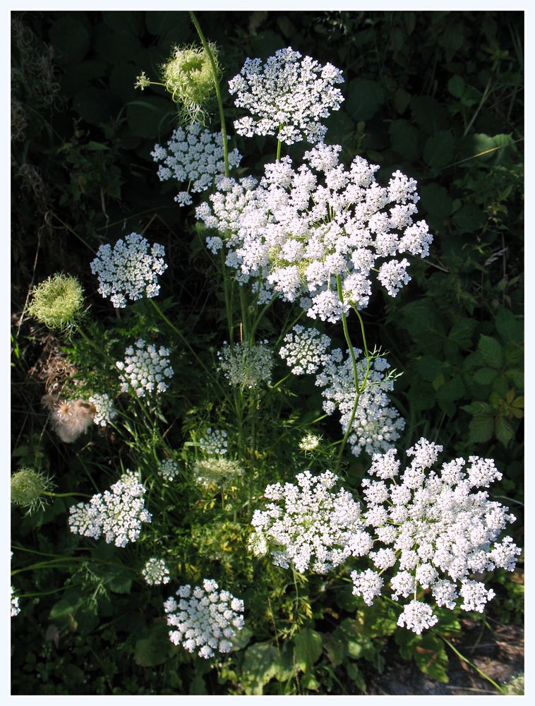 Blütenpracht am Wegesrand