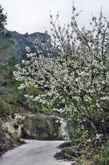 Blütenpracht am Wegesrand