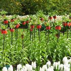 Blütenpracht auf dem Keukenhof II