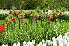 Blütenpracht auf dem Keukenhof II