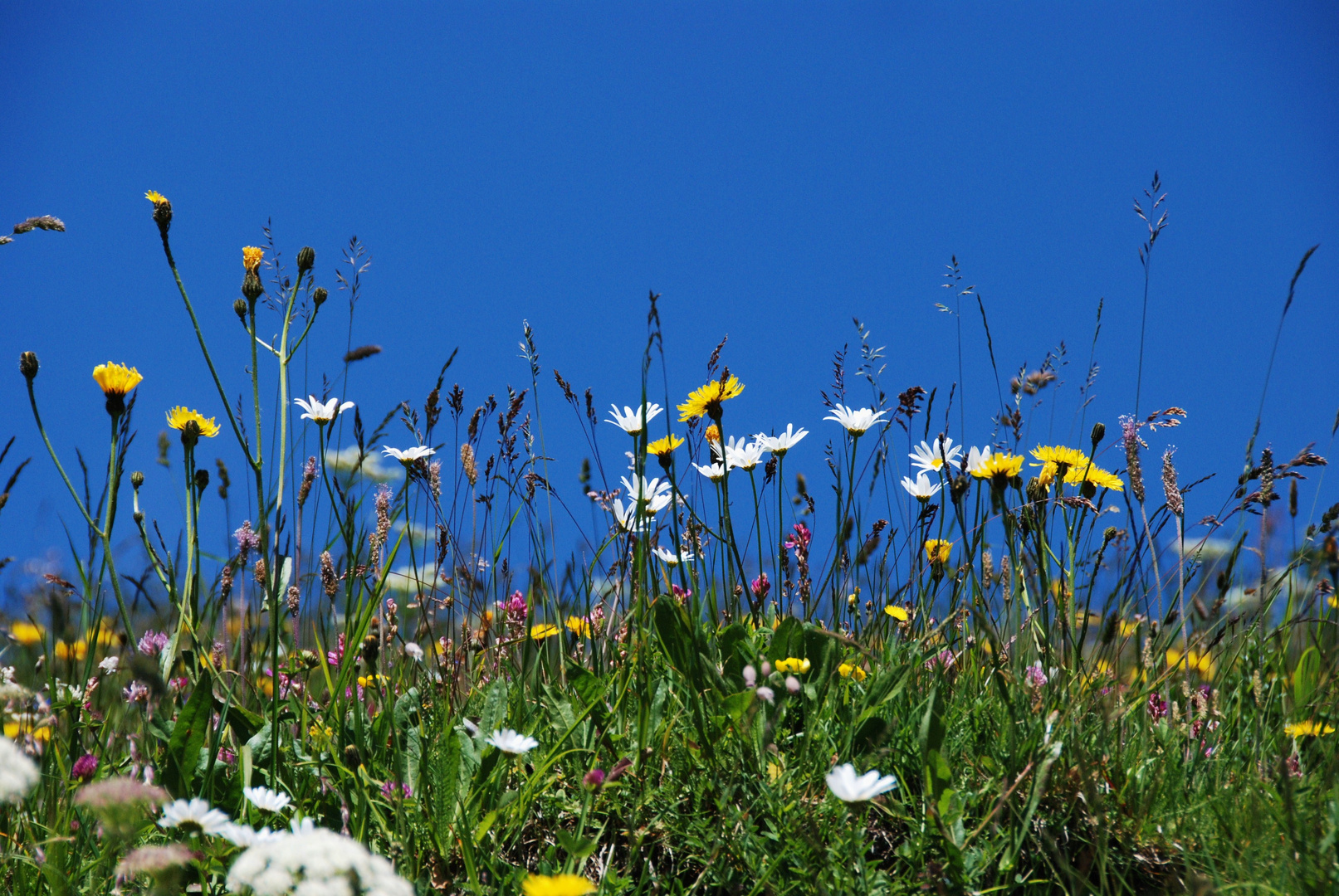 Blütenpracht auf den Bergen