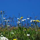 Blütenpracht auf den Bergen