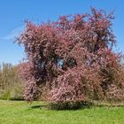 Blütenpracht auf den Hangarder Wiesen