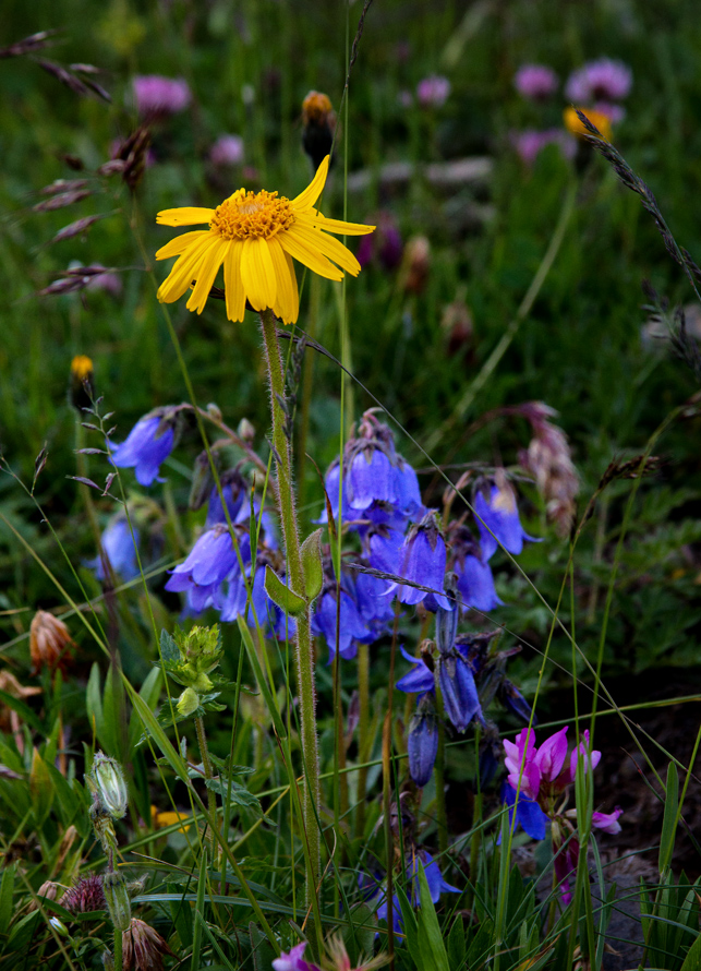 Blütenpracht auf der Bergweide