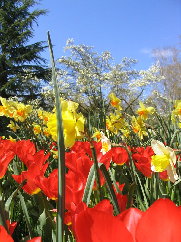 Blütenpracht auf der Insel Mainau