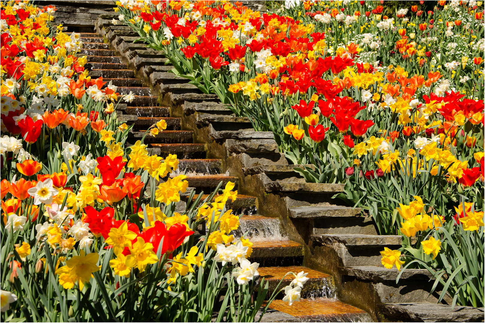 Blütenpracht auf der Mainau , Mainau April 2013