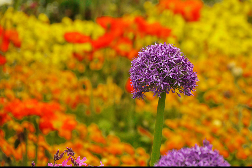 Blütenpracht auf der Mainau, Mainau im Mai