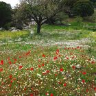 Blütenpracht auf Kreta