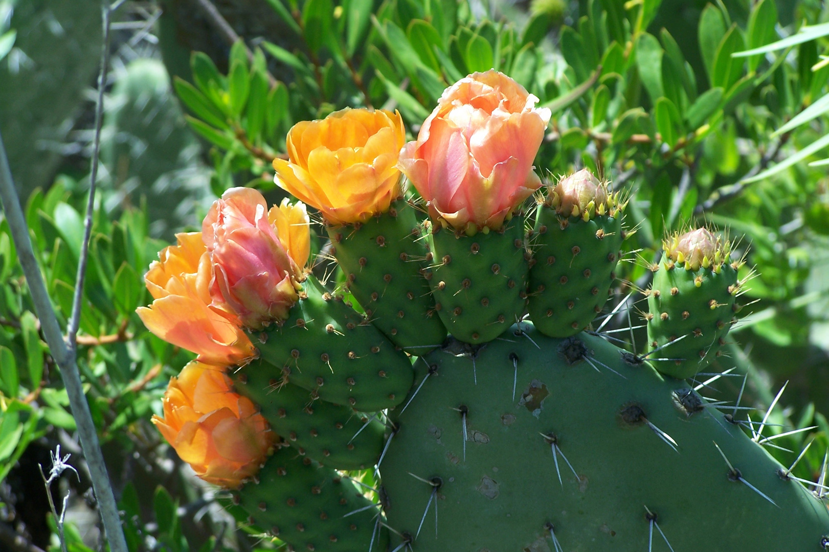 Blütenpracht auf La Palma