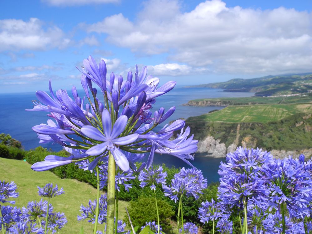 Blütenpracht auf Sao Miguel