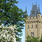 Blütenpracht beim Schloss Hohenzollern