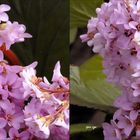 Blütenpracht Bergenia - 3D Kreuzblick Stereos