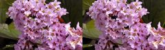 Blütenpracht Bergenia - 3D Kreuzblick Stereos