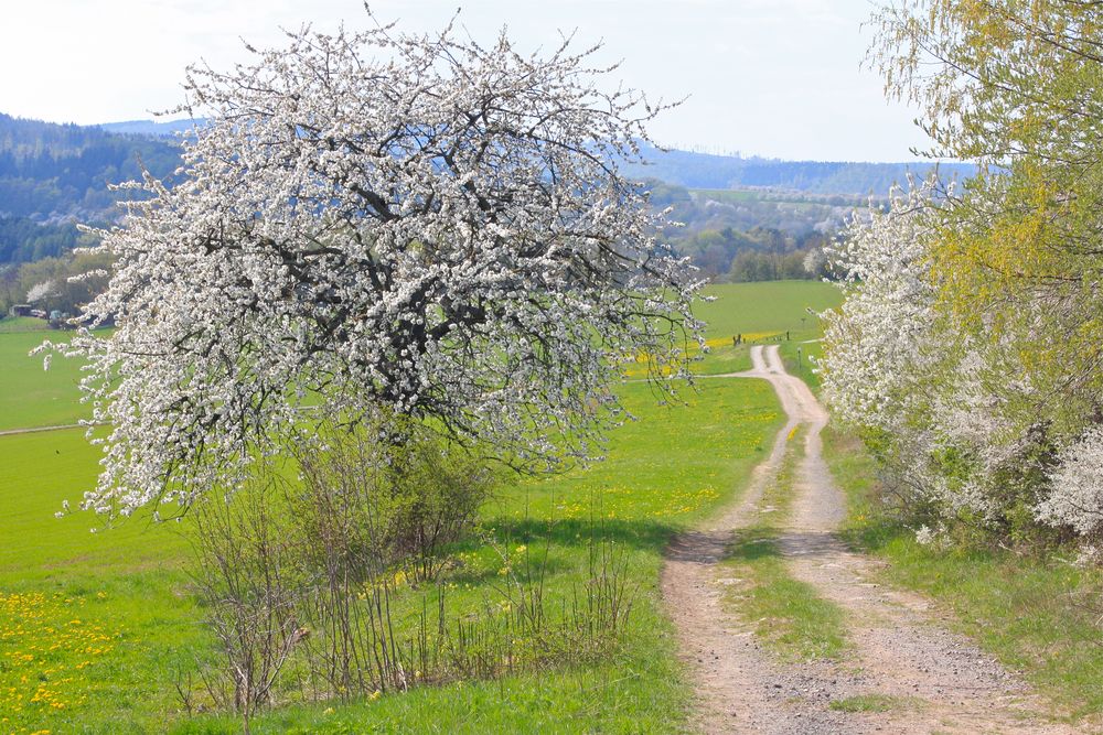 Blütenpracht