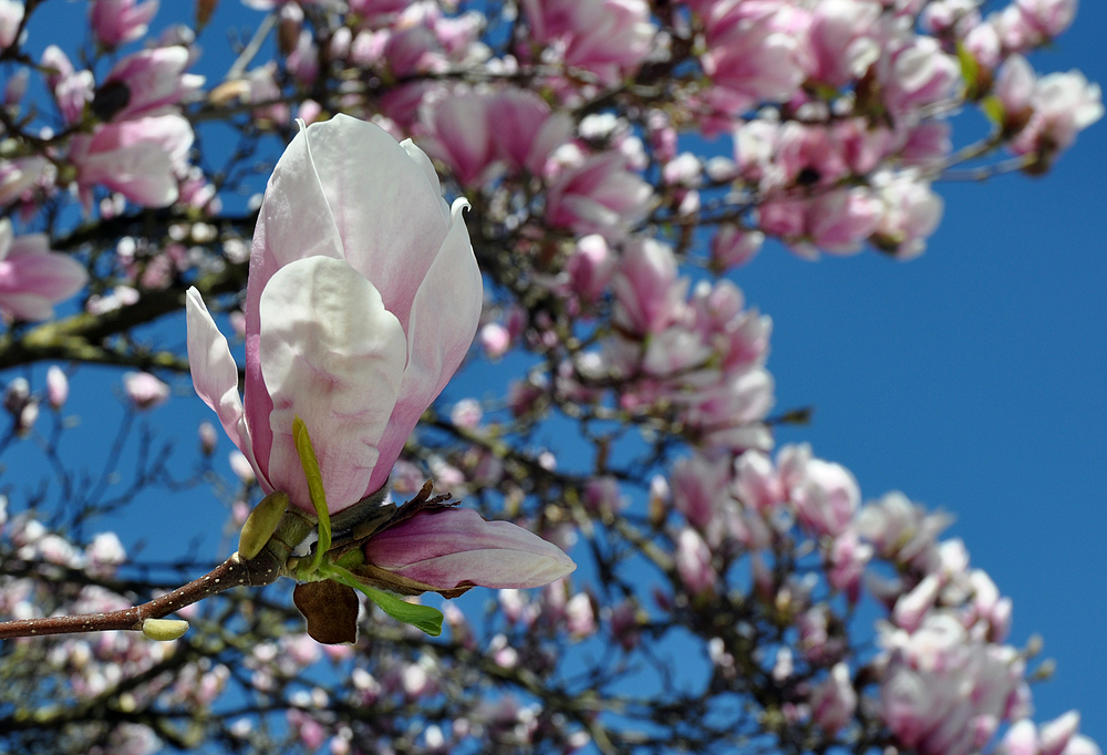 Blütenpracht der Magnolie im Frühling