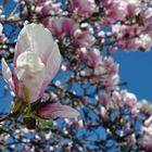 Blütenpracht der Magnolie im Frühling