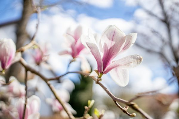 Blütenpracht der Magnolien