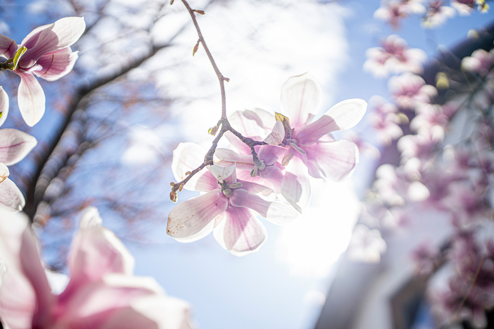 Blütenpracht der Magnolien