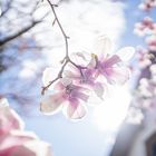 Blütenpracht der Magnolien