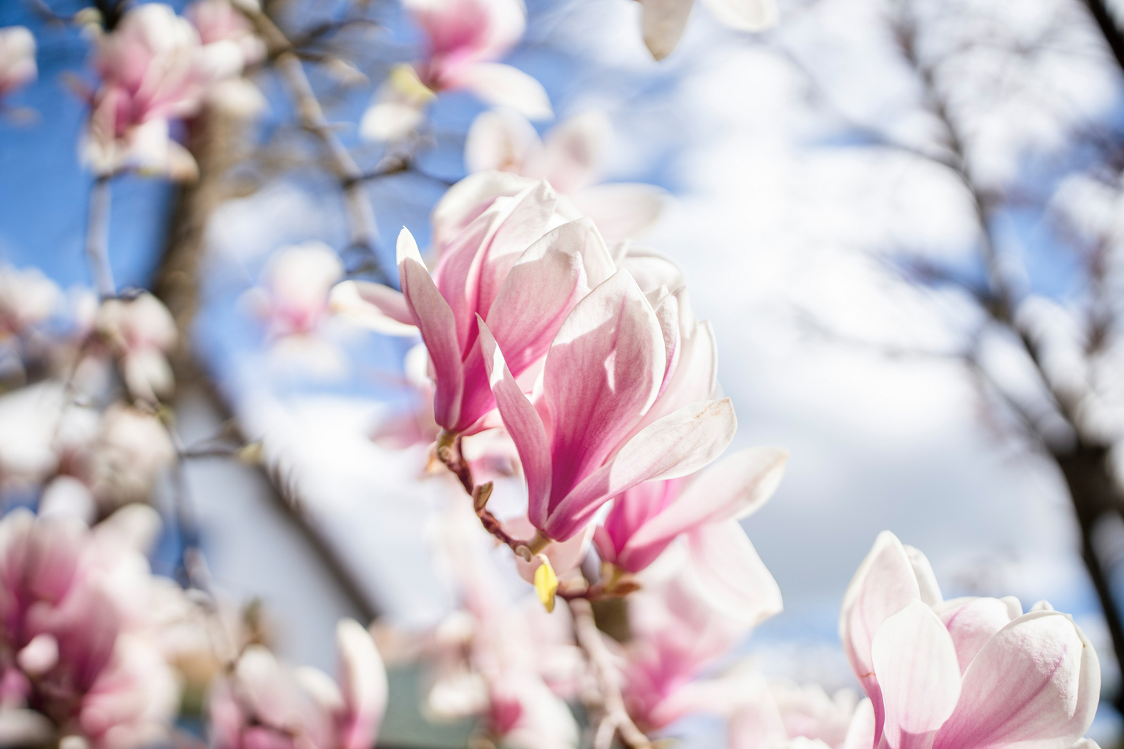 Blütenpracht der Magnolien