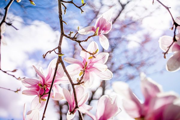 Blütenpracht der Magnolien