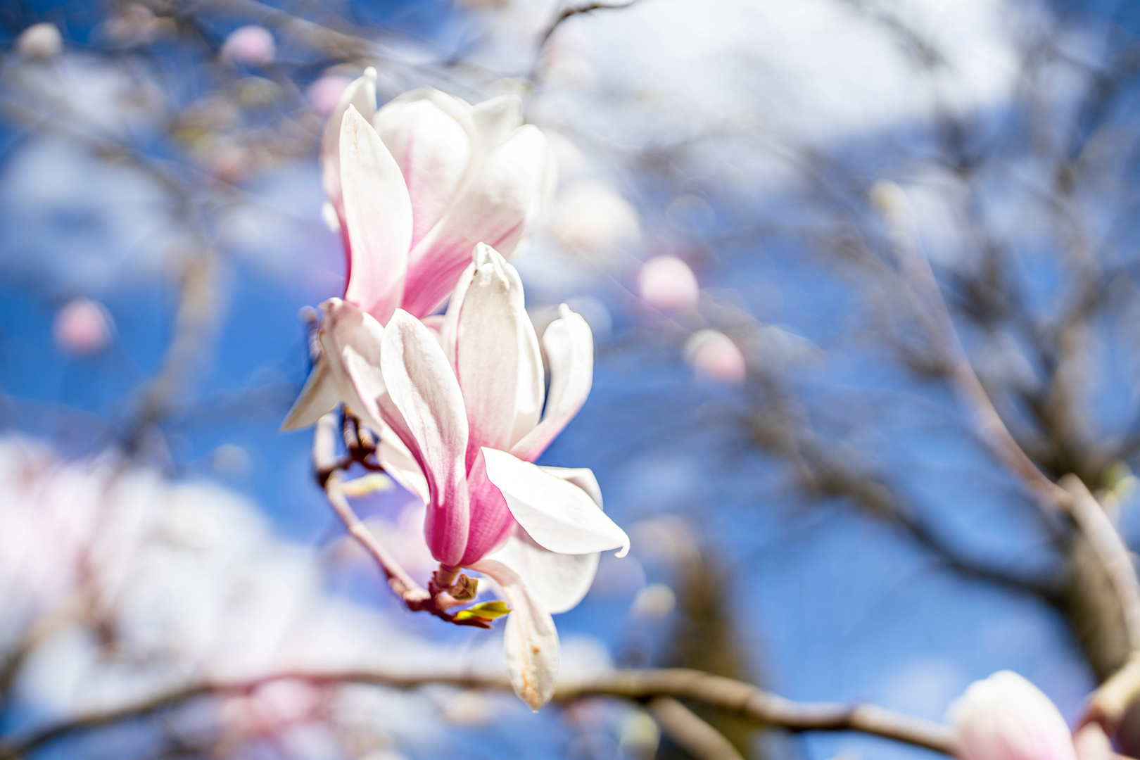 Blütenpracht der Magnolien