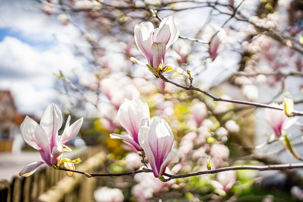 Blütenpracht der Magnolien
