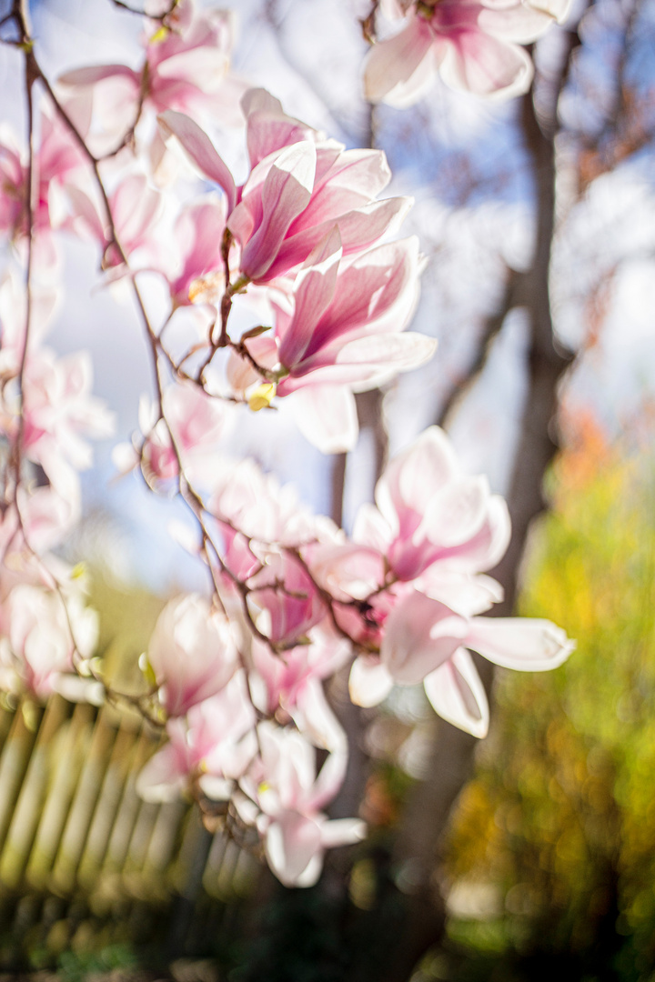 Blütenpracht der Magnolien