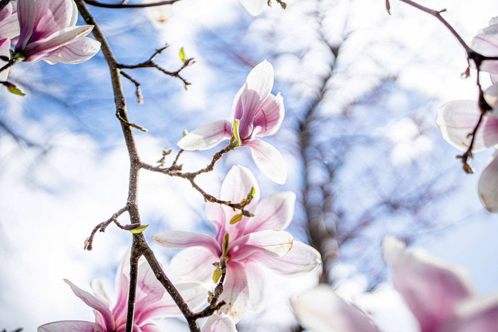 Blütenpracht der Magnolien