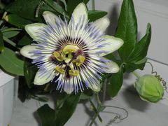 Blütenpracht der Passionsblume