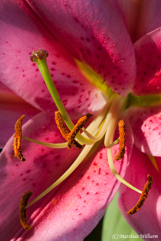 Blütenpracht einer Lilien