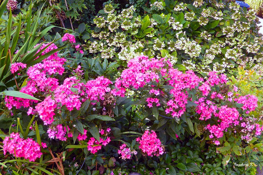 Blütenpracht Ende September in meinem Garten