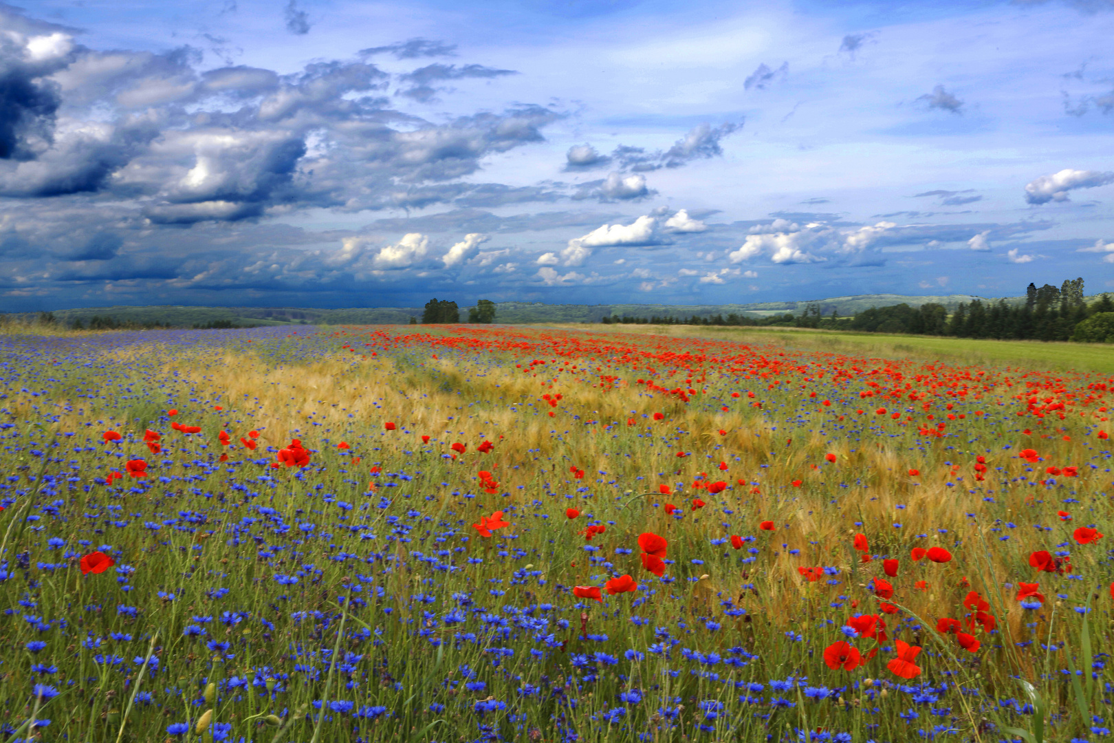 Blütenpracht . Feld bei Grenderich