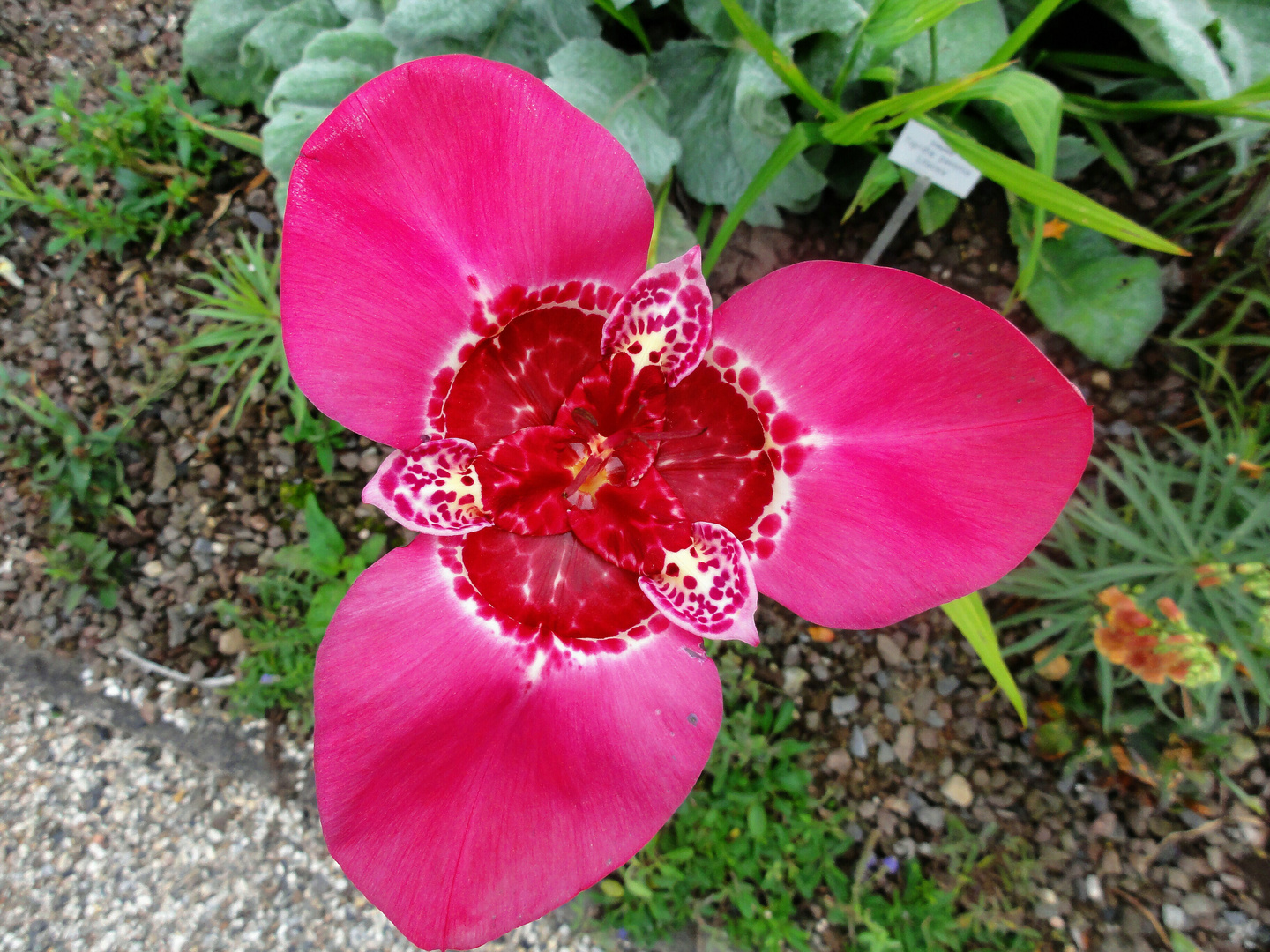 Blütenpracht II aus dem Berggarten Hannover