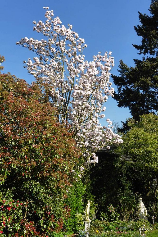 Blütenpracht im April