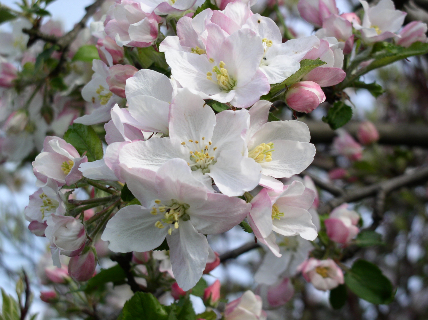 Blütenpracht im April