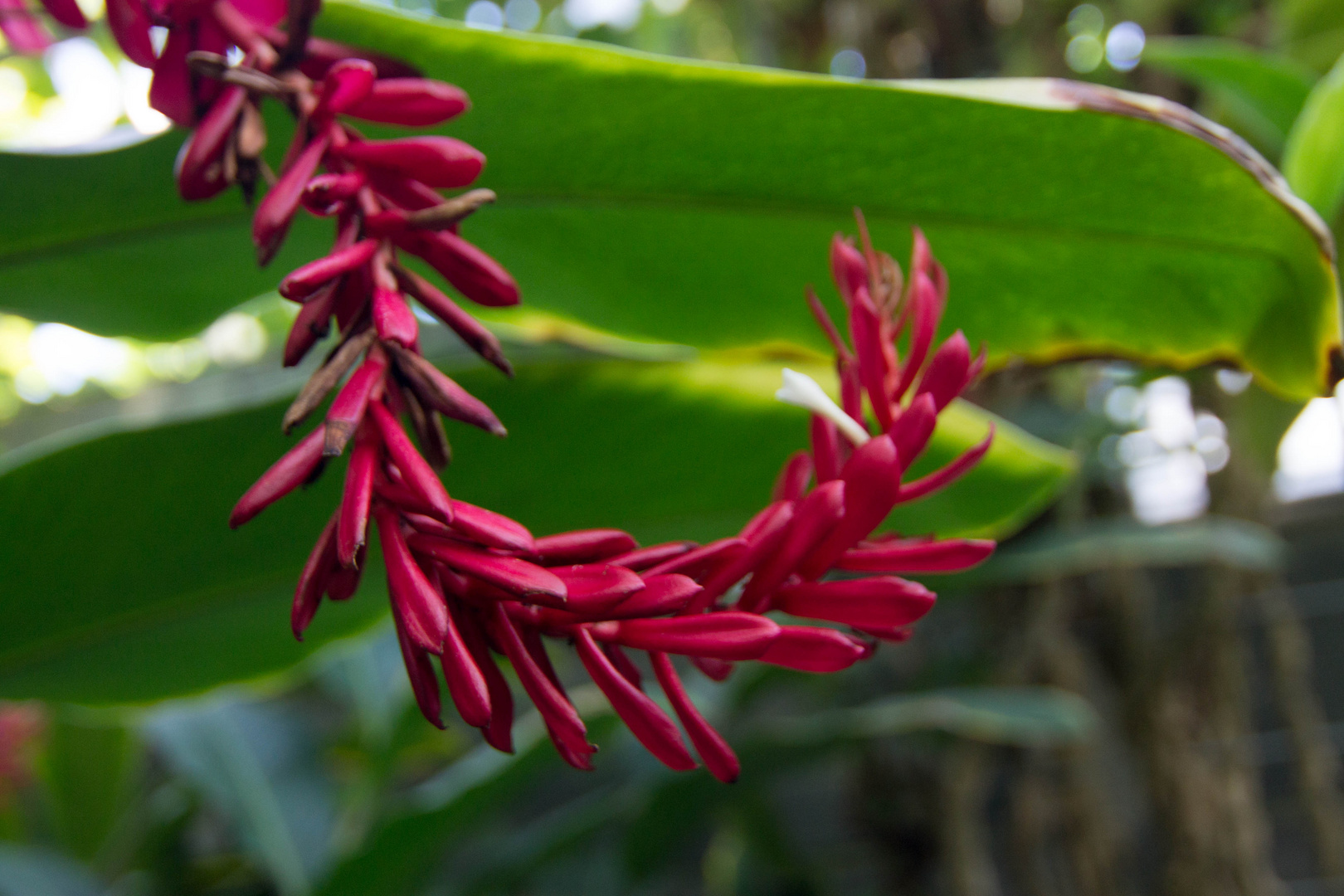 Blütenpracht im botanischen Garten Bochum