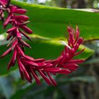 Blütenpracht im botanischen Garten Bochum