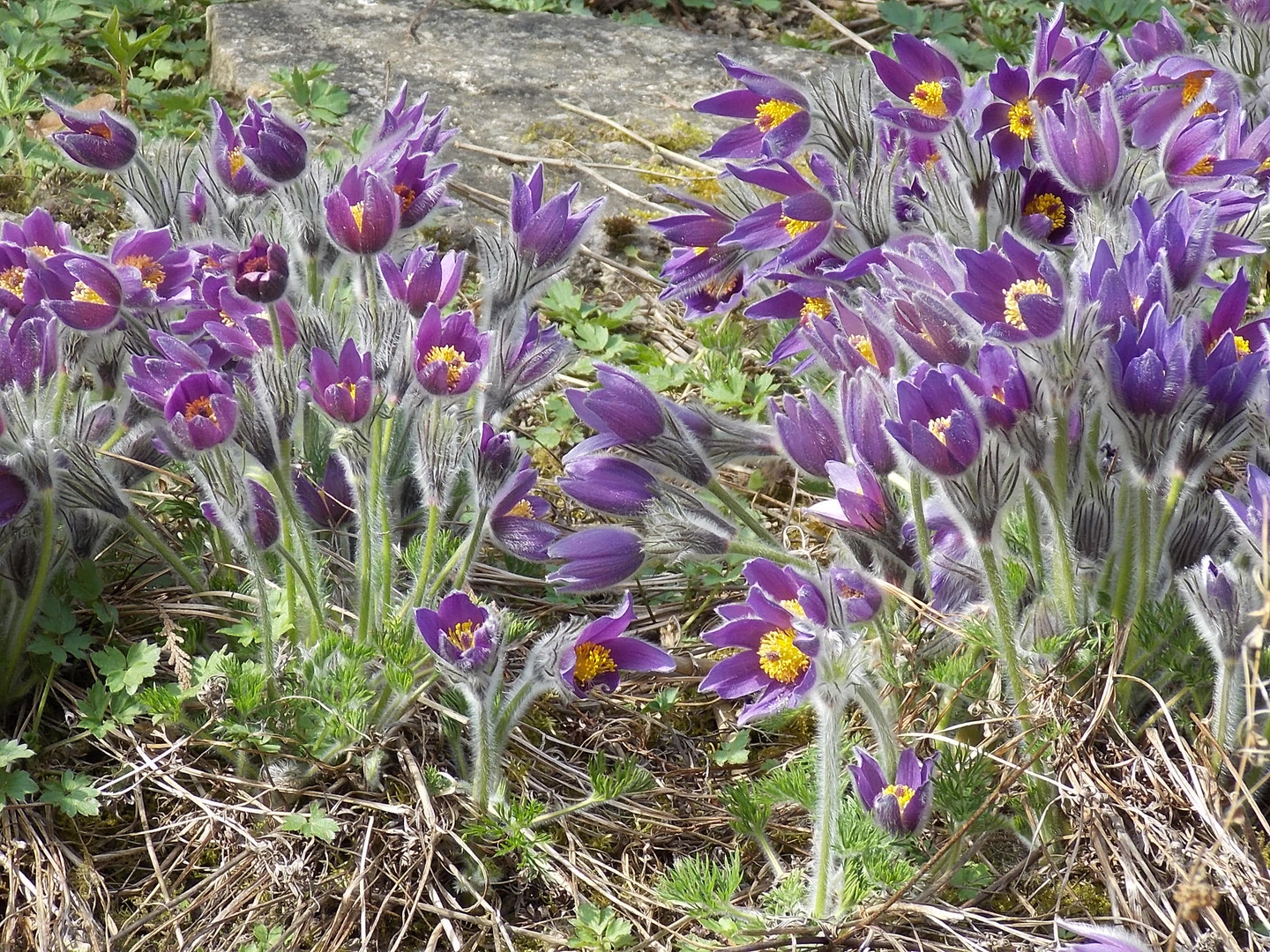 Blütenpracht im Botanischen Garten in Göttingen